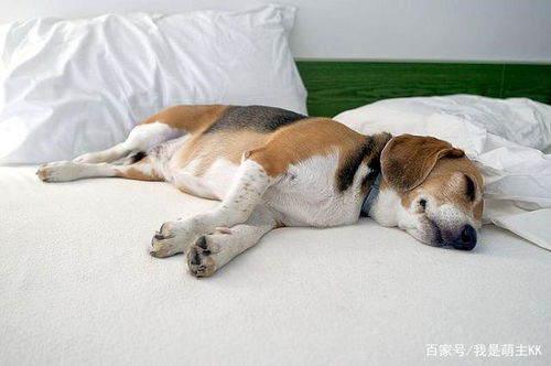 狗狗睡姿还能看出它们的性格 快来测一测你家狗是哪种类型吧