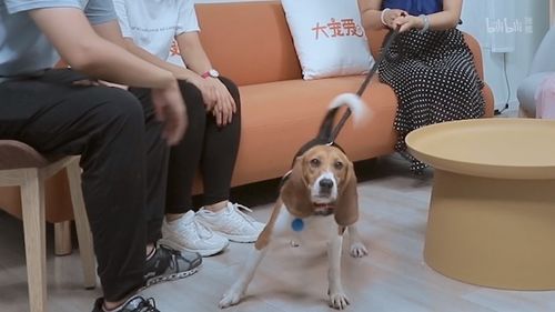 上海奶奶花18万克隆重病的爱犬,专家 仅外貌相似,无之前记忆