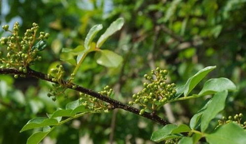 花椒树需要什么季节播种 种植几年结果