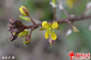 关于春天野菜的诗句