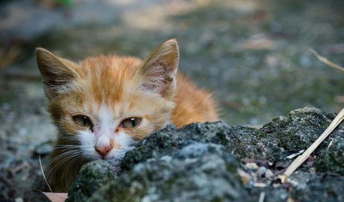 世界上最感人的小猫,好吃的都留给死去的猫妈,自己胃里却是石头 