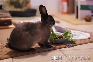 养兔日记 兔子不吃东西能活几天