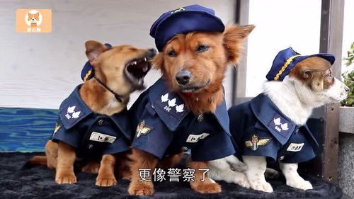 昔日的流浪狗成为警犬,和警察一起站岗值班,努力保护着警察局的安危 