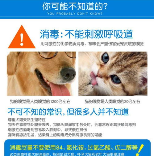猫狗感染犬瘟 猫瘟 细小 冠状 流感 传染性肝炎后,如何消毒