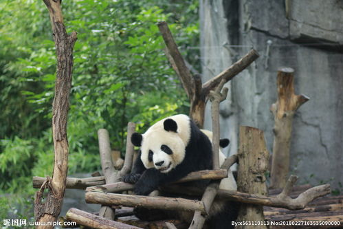 四川国宝大熊猫图片 