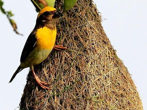 云南发现有一种鸟的雄鸟,为了求婚,他会用植物纤维编个漂亮的巢