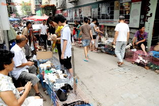 南京宠物市场
