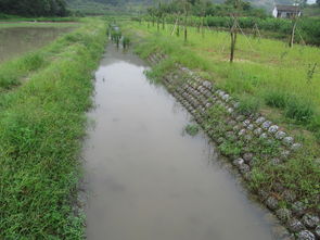 河道生态护坡,河道护坡介绍？(图2)