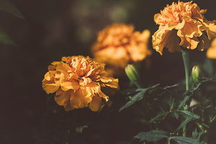 庭前菊，岁月静好，花开无声，庭前菊古诗