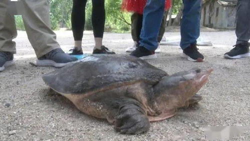 河南一只野生巨鳖上岸觅食却被捉,重46斤,年龄大约在100年左右