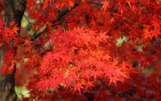 枫叶火红火红的像一片 秋天的枫树火红火红的像什么