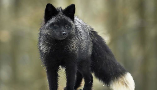 物种百科 银黑狐