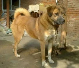 你知道中华田园犬吗 一种被嫌弃的土狗,在全世界很多国家圈粉了
