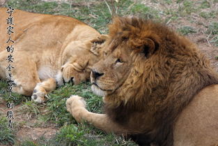 两只狮子的爱情故事