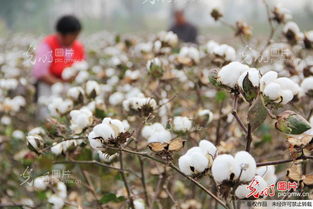 卖棉花欠款对农民有什么影响？