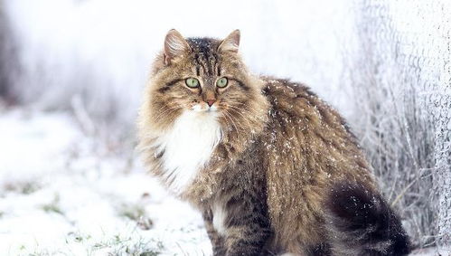 饲养技巧 如果你有养西伯利亚森林猫,一定要注意这些
