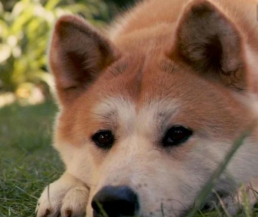 秋田犬的故乡,安静且爱干净,在8 12月龄进入发情期
