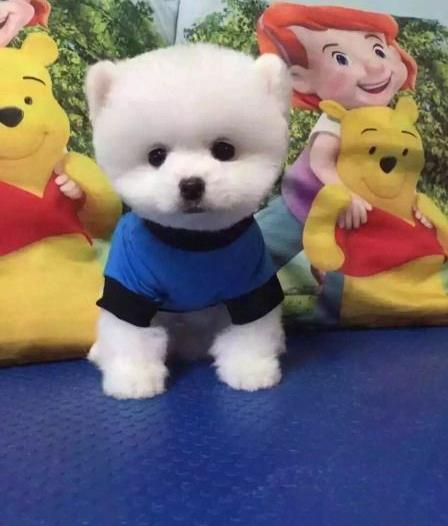 北京狗场出售纯种博美犬领养宠物狗市场在哪卖狗哪有买狗