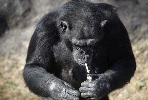 每天最少抽一包烟, 聪明 的黑猩猩背后,其实是人性的丑恶