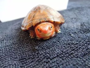 龟趣 红面蛋龟 龟界 关公脸 红苹果 