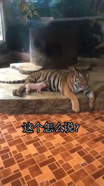 老虎竟然把一头小猪当成自己孩子,不吃还自己养着,真神奇 