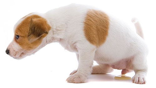 什么是狗狗尿路感染 会有什么症状 可以怎么治疗呢