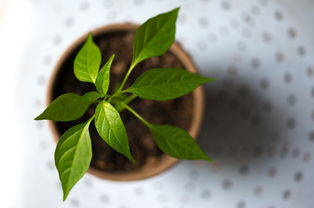 什么植物驱蚊子最有效的方法（什么植物驱蚊最有效果）