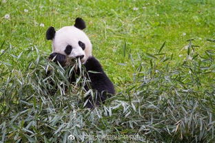 旅美大熊猫疑被虐待网友呼吁接回国 官方回应
