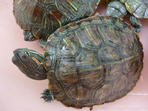 网箱饲养乌龟饲料的投喂方法