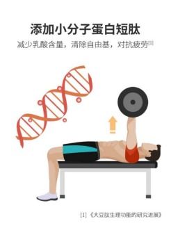 深入研究 蛋白短肽是怎么提高运动表现的