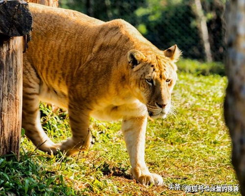 近代以来,野生狮子和野生老虎相遇过吗