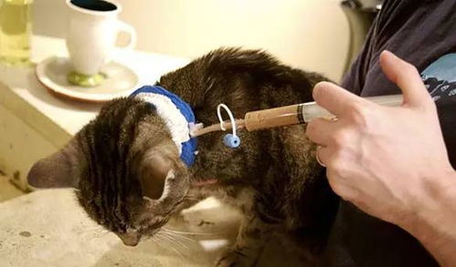 猫咪不吃饭反而得了脂肪肝 猫脂肪肝如果不及时治疗有多危险