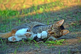 猫与老虎的师徒之缘，猫教老虎本领的故事动画片