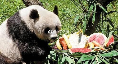 双节期间沈阳熊猫馆受追捧 游客给的食品真不少 