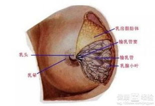 乳管内乳头状瘤饮食注意