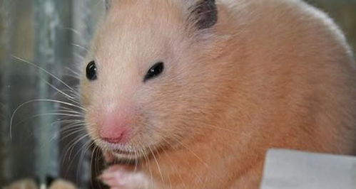 生肖命理 卯时出生的属鼠人,不同的性别分别有着怎样的命运呢