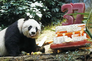 The oldest panda