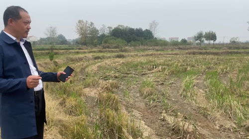 平原龙风水宝地,王君植大师带你看千亿级超级巨富祖坟风水 