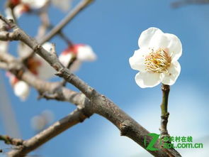 如何拍好梅花 ZOL问答 