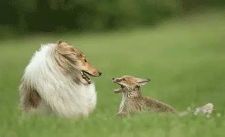 失去妈妈的小狐狸,认了牧羊犬当妈妈