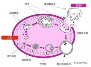 WFI详解 美国试管婴儿冻卵 冻胚选哪个呢 