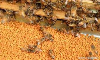 蜂花粉的作用？蜜蜂的花粉有什么作用