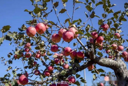 孕妇梦见苹果树上结满苹果摘苹果