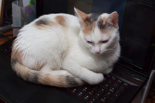 说出来你可能不信,我的键盘长猫了