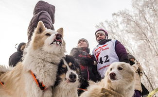 俄举行狗拉雪橇比赛迎狗年,参赛狗狗既矫健又蠢萌 