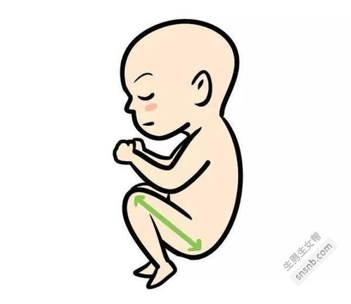 怀孕8个月B超胎儿腿短有问题吗 孩子生下来会不会长不高