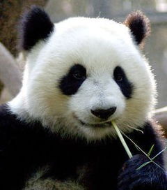 大熊猫其他知识(中国唯一一只金色熊猫)