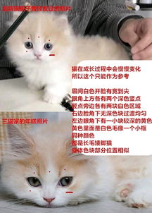 关于花花与三猫catlive和李喜猫