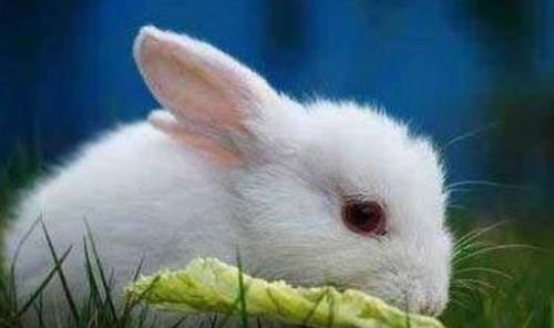 年纪大了指望谁 兔兔兔 的后半生命运,尤其是63年57岁的