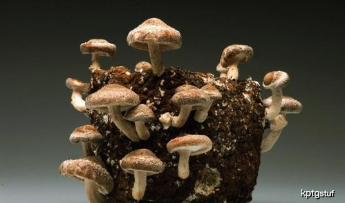 掌握几个培育盆栽蘑菇的技巧,在家里就能轻松培育